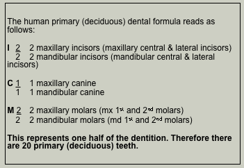 Human Dental Formula Primary Dentition.png